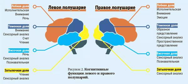 Когнитивные нарушения при сосудистой патологии головного мозга: актуальные подходы к диагностике и лечению                      
        Когнитивные нарушения при сосудистой патологии головного мозга: актуальные подходы к диагностике и лечению