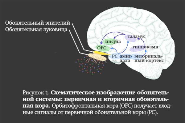 
			Последствия инфекции SARS-CoV-2 для мозга		
