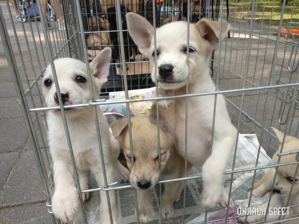 Правила содержания домашних животных в Беларуси. Список Правила содержания домашних животных в Беларуси. Список