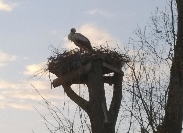 Как в Каменце решался квартирный вопрос… аистов Как в Каменце решался квартирный вопрос… аистов