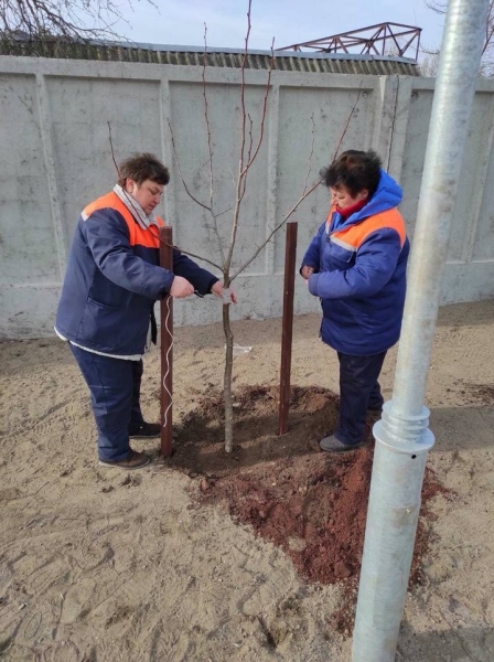К началу апреля в Бресте коммунальными службами высажено более 3,5 тысячи деревьев К началу апреля в Бресте коммунальными службами высажено более 3,5 тысячи деревьев