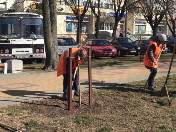 К началу апреля в Бресте коммунальными службами высажено более 3,5 тысячи деревьев К началу апреля в Бресте коммунальными службами высажено более 3,5 тысячи деревьев