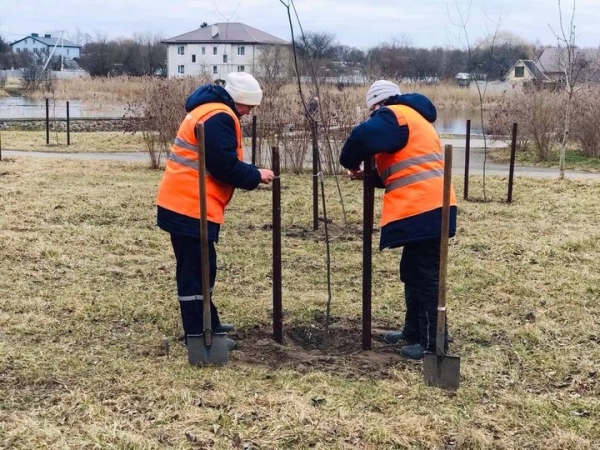 К началу апреля в Бресте коммунальными службами высажено более 3,5 тысячи деревьев К началу апреля в Бресте коммунальными службами высажено более 3,5 тысячи деревьев