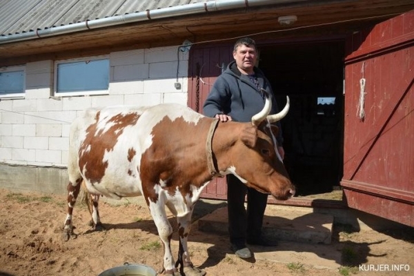 «Перестал есть мясо, потому что пью молоко». Как белорус завёл корову, которая родом из Шотландии «Перестал есть мясо, потому что пью молоко». Как белорус завёл корову, которая родом из Шотландии