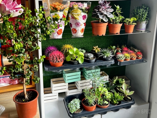 В честь открытия подарили женщинам 2500 тюльпанов! В Бресте открылась цветочная мастерская «La Buton» В честь открытия подарили женщинам 2500 тюльпанов! В Бресте открылась цветочная мастерская «La Buton»