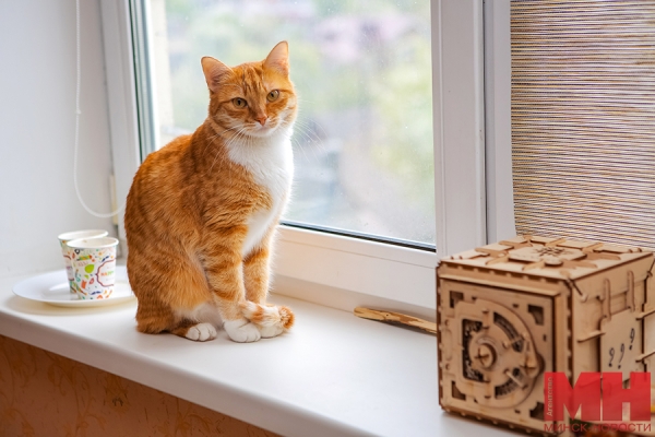 Сколько домашних питомцев можно содержать в квартире, объяснили в ЖКХ