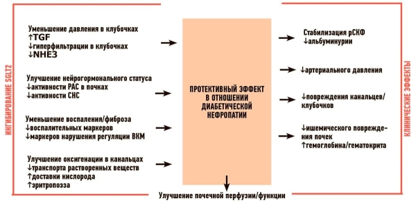 Кардиоренальная взаимосвязь. Когда нефропротективная стратегия одновременно является и кардиопротективной
Кардиоренальная взаимосвязь. Когда нефропротективная стратегия одновременно является и кардиопротективной